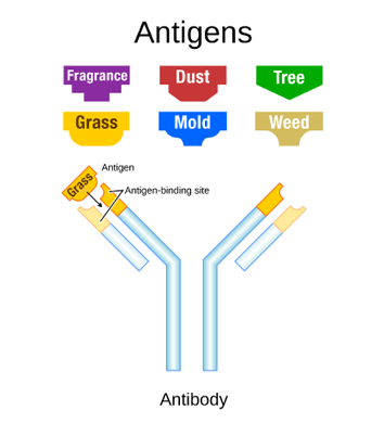 antibody.png