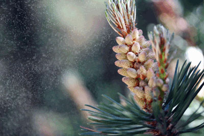 Pine Pollen